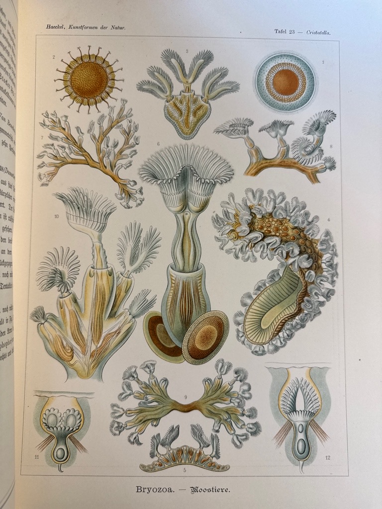 Klik voor vergroting